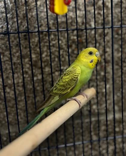 Enlarge Fish, a Adoptable Parakeet (Other) in Eugene, OR image 2/2