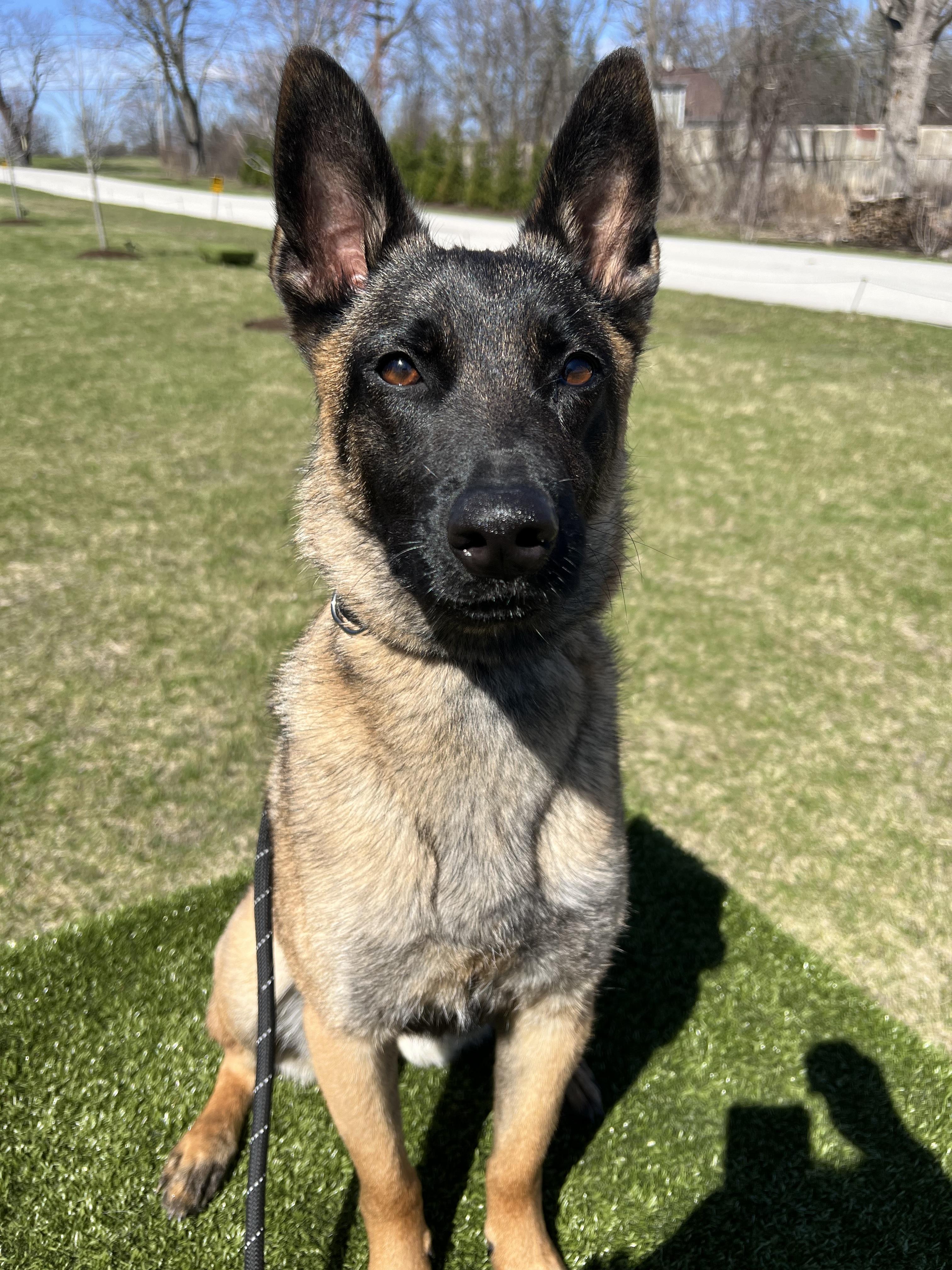 Drita, Adoptable, Young Female Belgian Shepherd / Malinois.