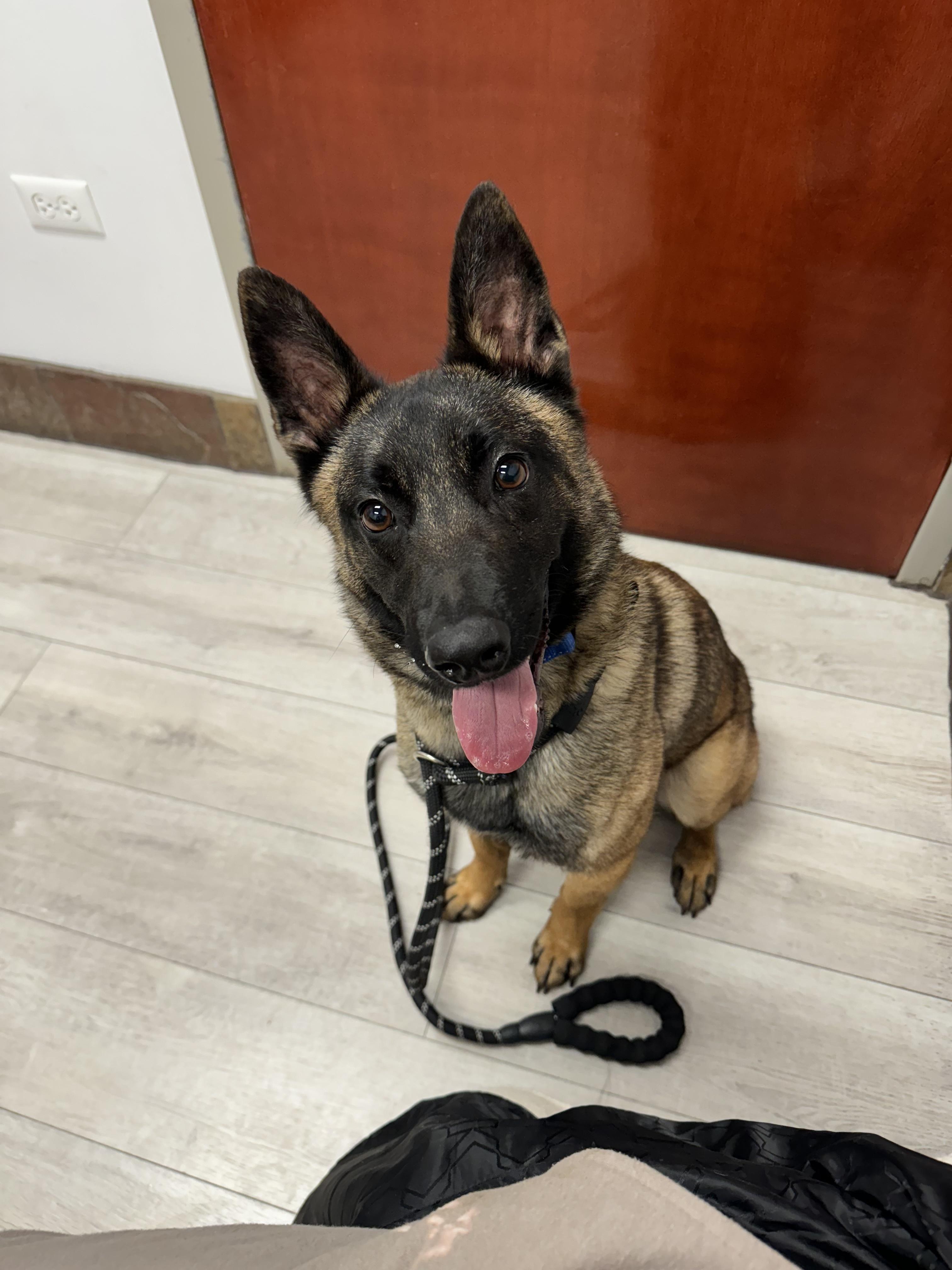 Enlarge Drita, a Adoptable Belgian Shepherd / Malinois in Vernon Hills, IL image 2/6