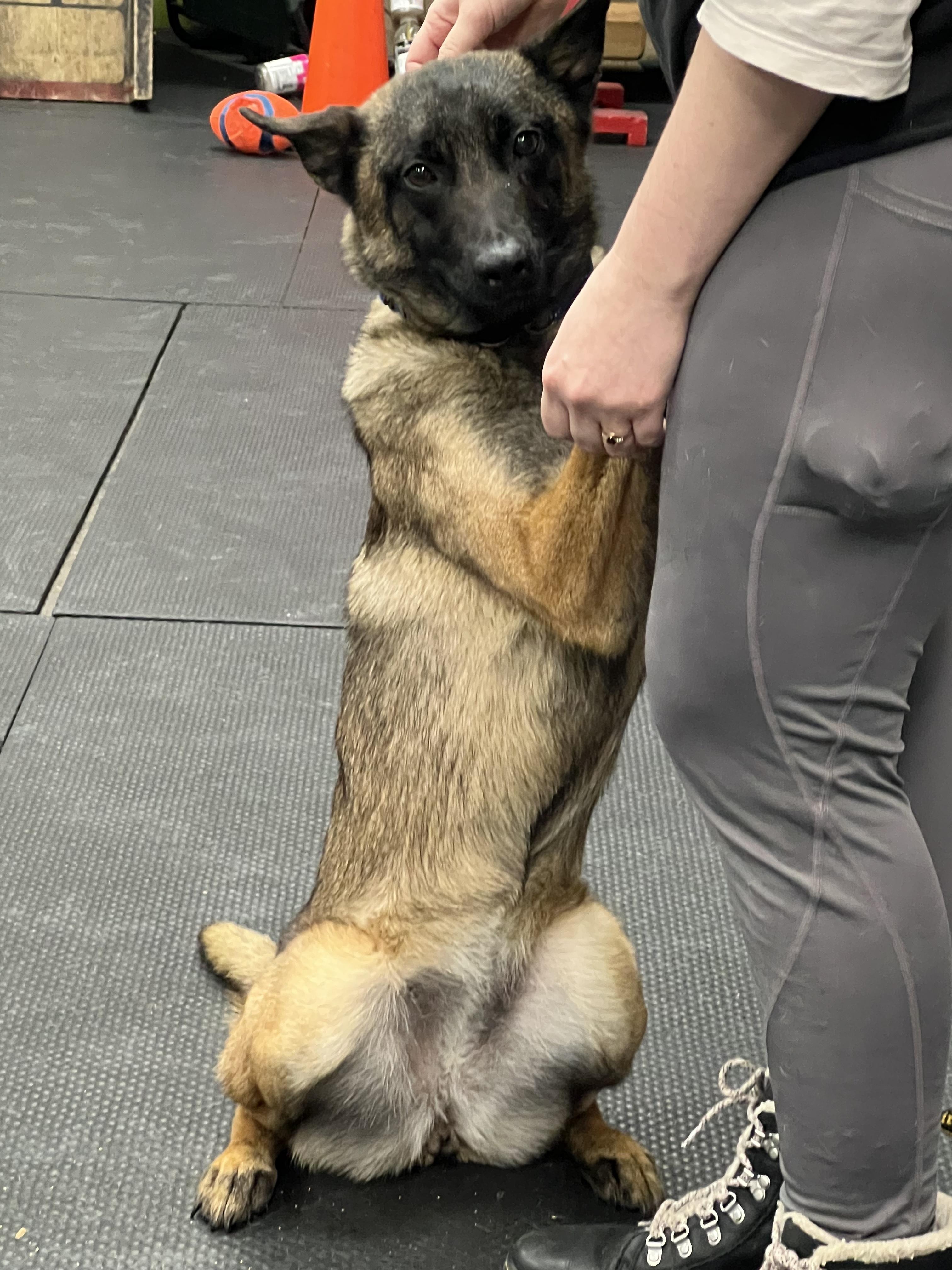 Enlarge Drita, a Adoptable Belgian Shepherd / Malinois in Vernon Hills, IL image 3/6