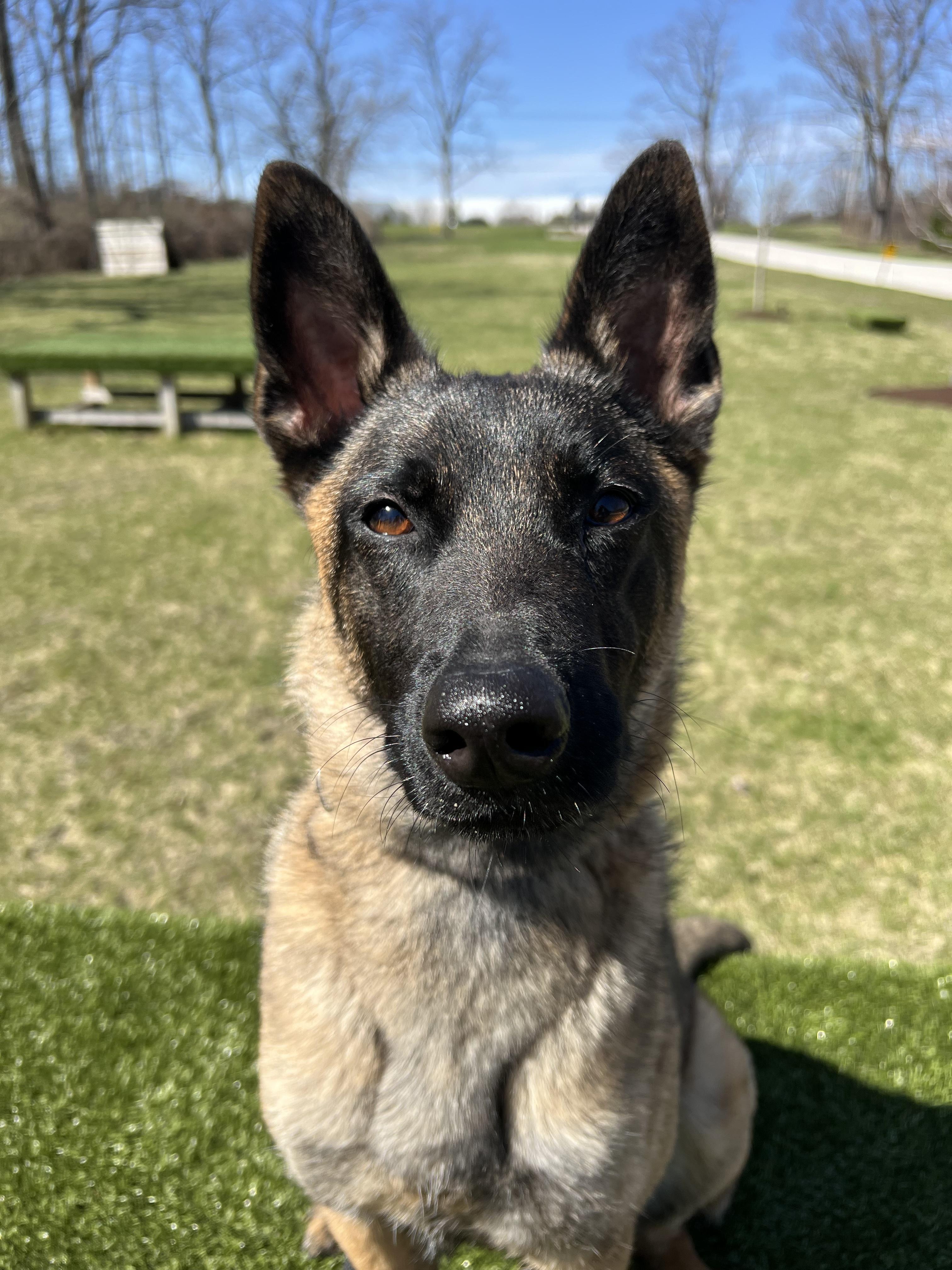 Enlarge Drita, a Adoptable Belgian Shepherd / Malinois in Vernon Hills, IL image 6/6