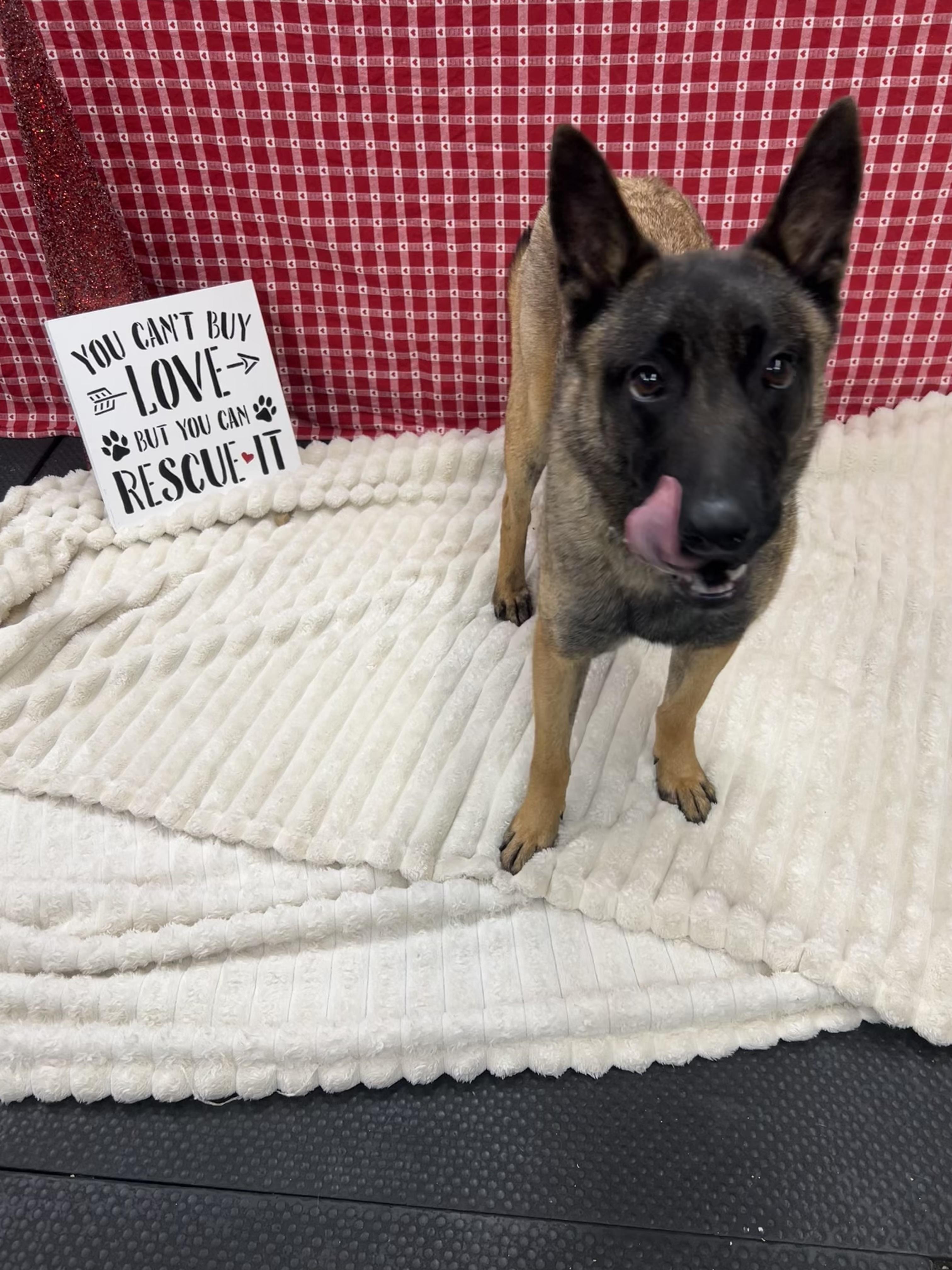 Enlarge Drita, a Adoptable Belgian Shepherd / Malinois in Vernon Hills, IL image 5/6