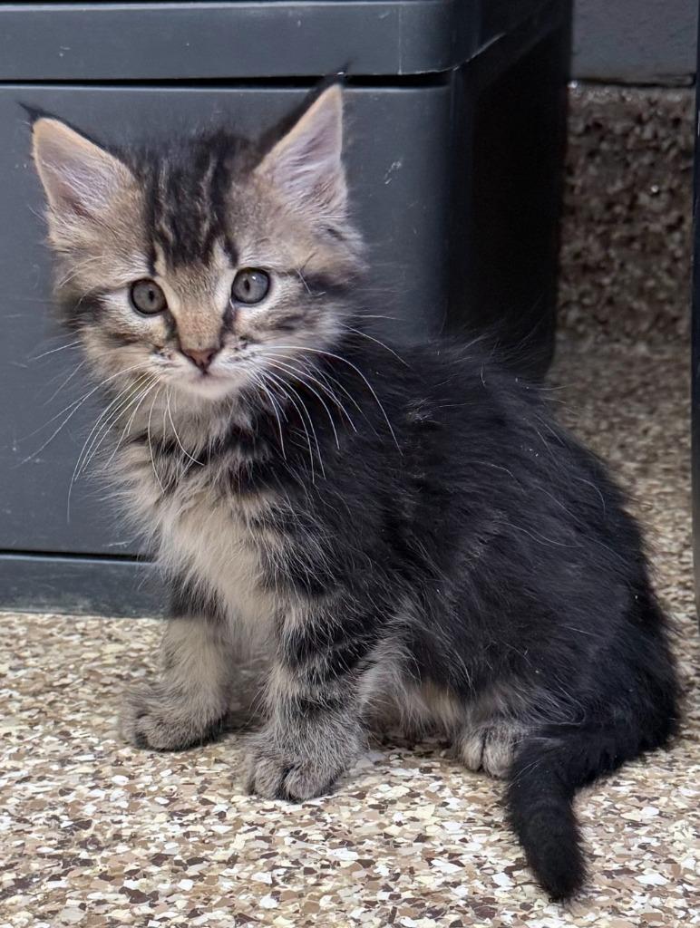 Wren, Adopted, Kitten Female Domestic Medium Hair.