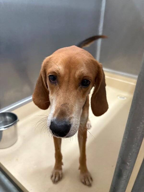 Enlarge Glade, a Adoptable Treeing Walker Coonhound in Burgaw, NC image 1/6