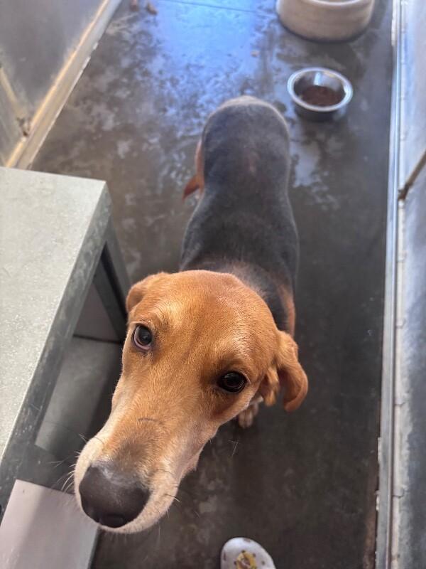 Enlarge Glade, a Adoptable Treeing Walker Coonhound in Burgaw, NC image 2/6