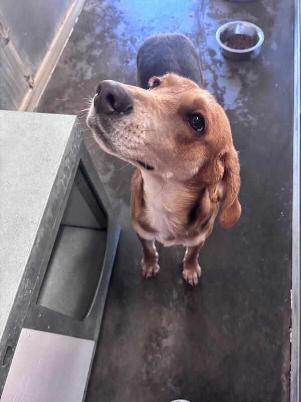 Enlarge Glade, a Adoptable Treeing Walker Coonhound in Burgaw, NC image 3/6