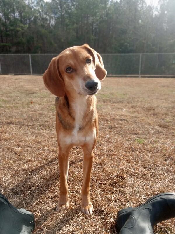 Enlarge Glade, a Adoptable Treeing Walker Coonhound in Burgaw, NC image 4/6