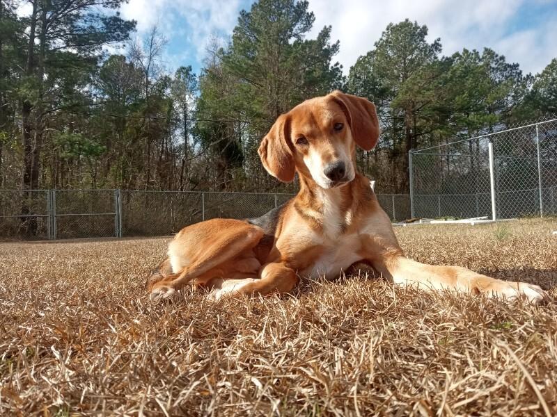Enlarge Glade, a Adoptable Treeing Walker Coonhound in Burgaw, NC image 5/6