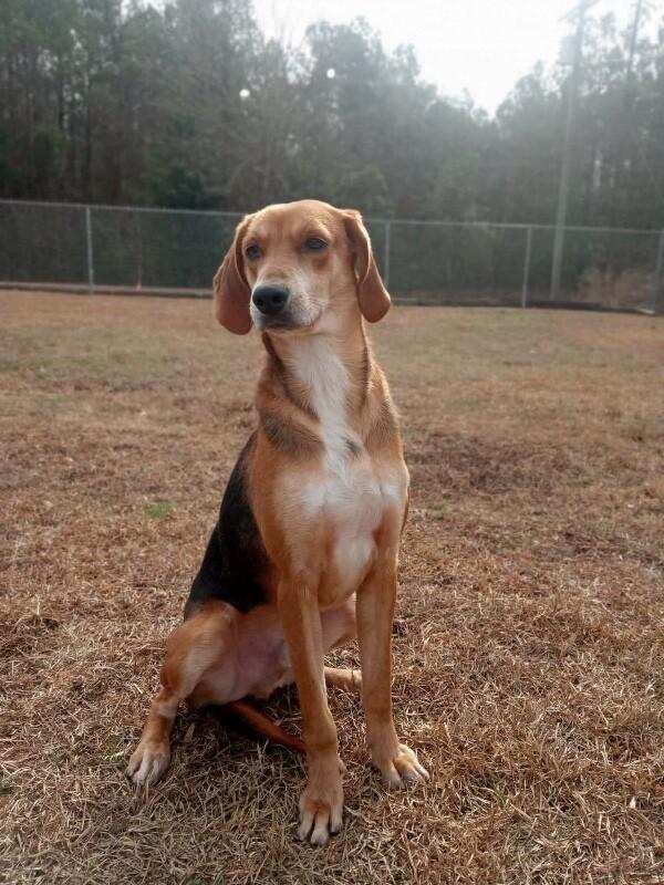 Enlarge Glade, a Adoptable Treeing Walker Coonhound in Burgaw, NC image 6/6