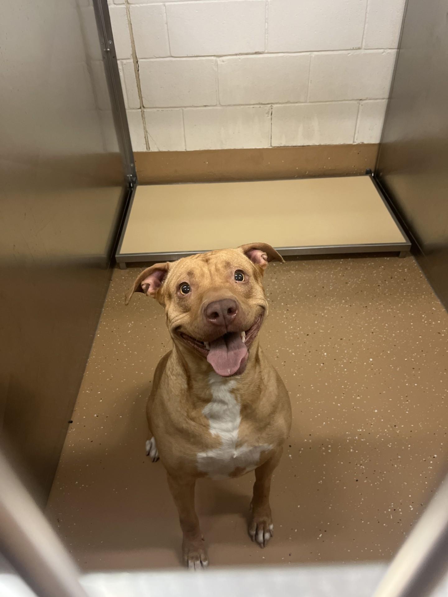 Enlarge Katrina, an adoptable mixed breed in Allen, TX image 1/1