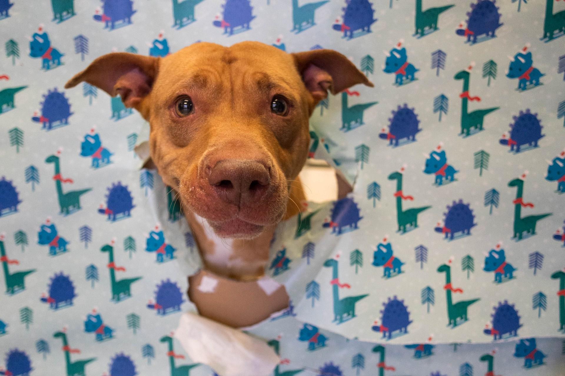 Katrina, adoptable, Adult Female American Staffordshire Terrier.