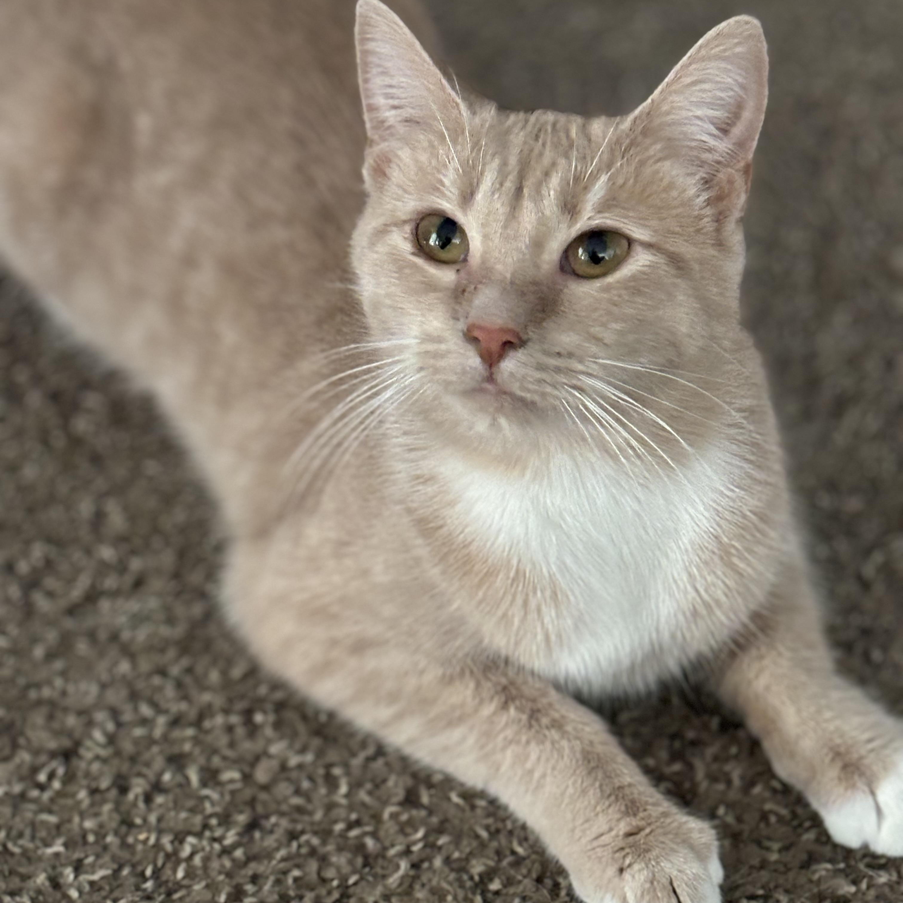 Enlarge Fairy, a Adoptable Domestic Short Hair in Flint, MI image 1/1
