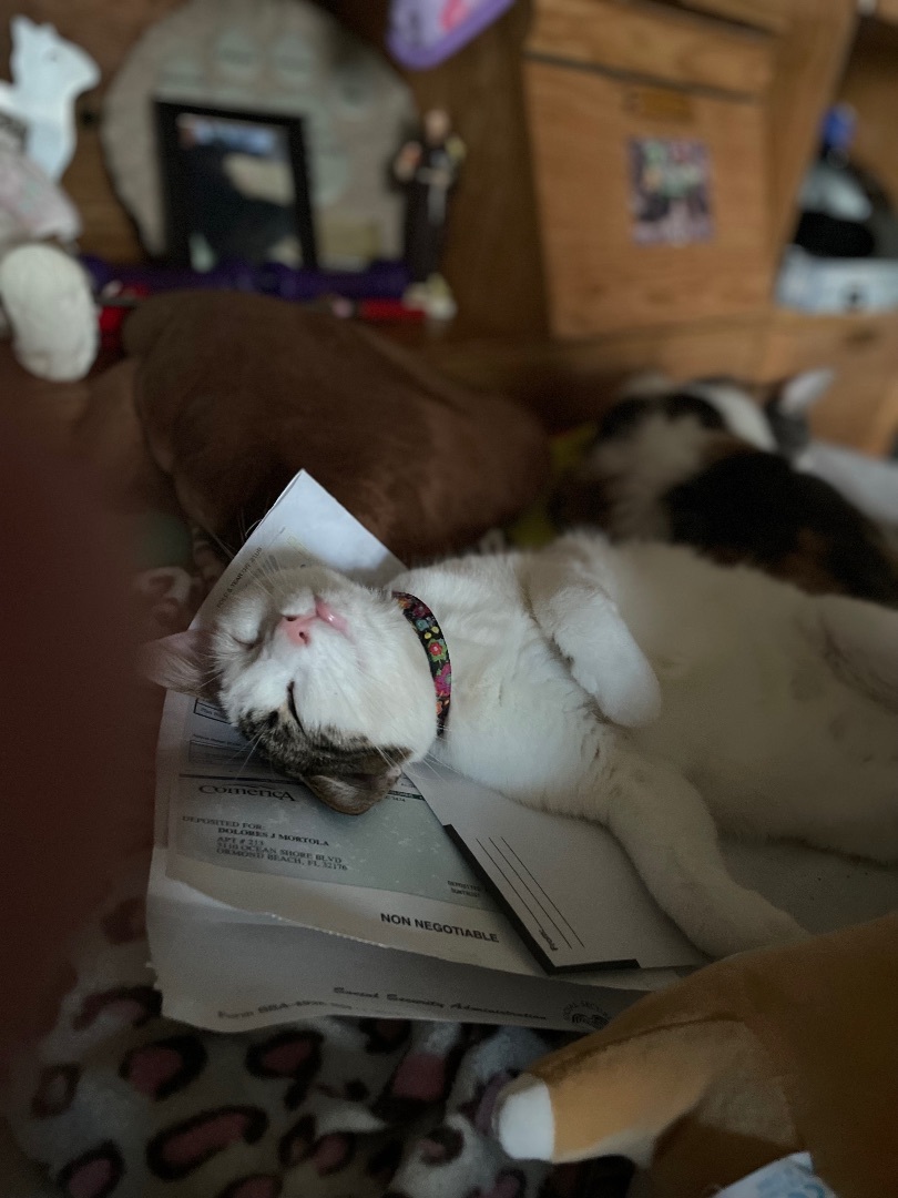 Enlarge Tootsie, a Adoptable Domestic Short Hair in Ormond Beach, FL image 1/6