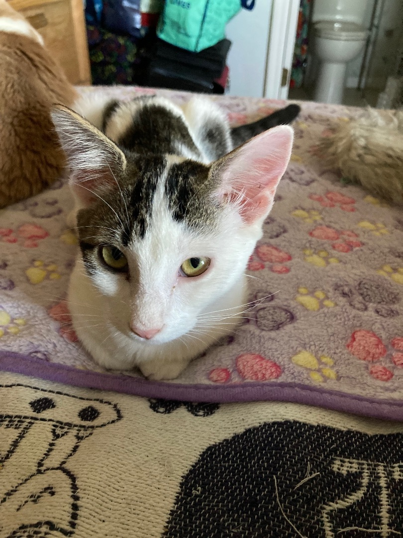 Enlarge Tootsie, a Adoptable Domestic Short Hair in Ormond Beach, FL image 2/6