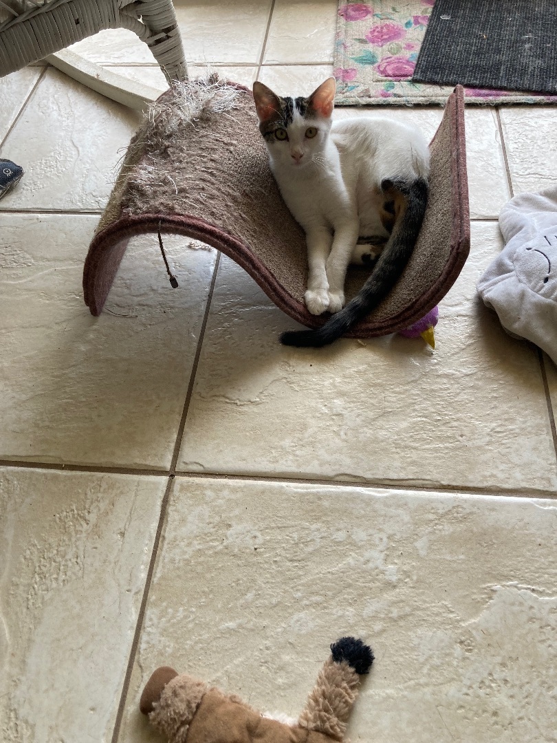 Enlarge Tootsie, a Adoptable Domestic Short Hair in Ormond Beach, FL image 3/6