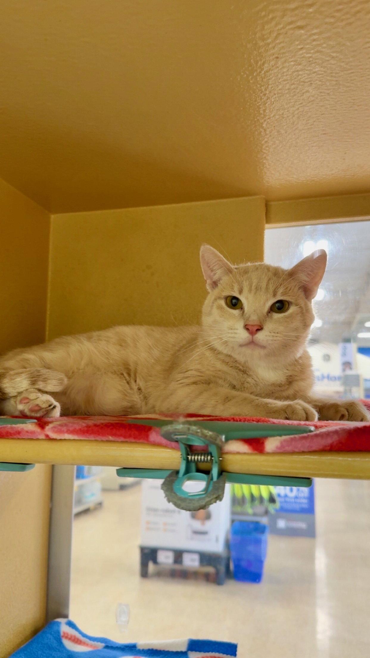 Koko, Adoptable, Young Male Domestic Short Hair.