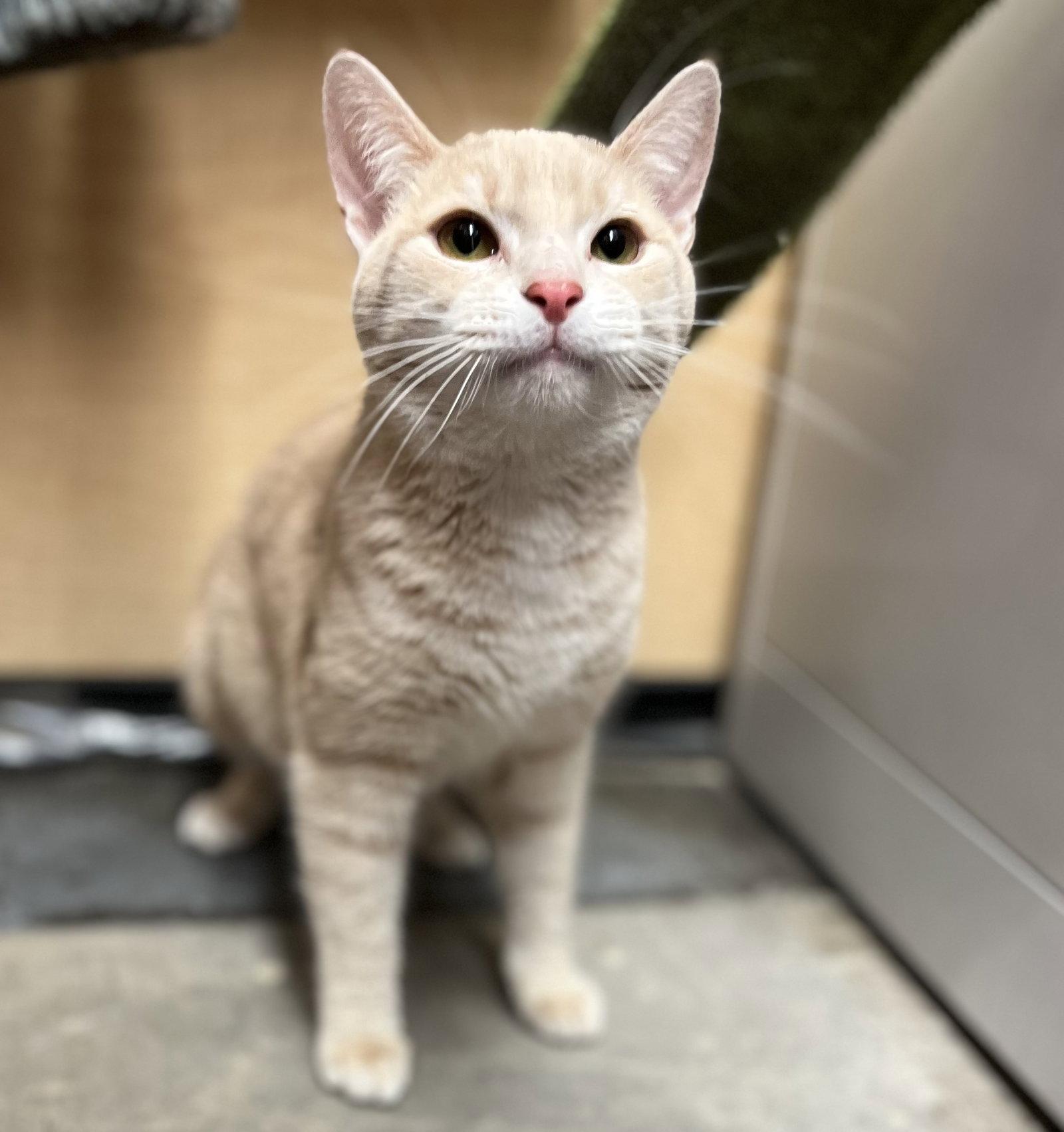 Enlarge Koko, a Adoptable Domestic Short Hair in Scottsdale, AZ image 2/3