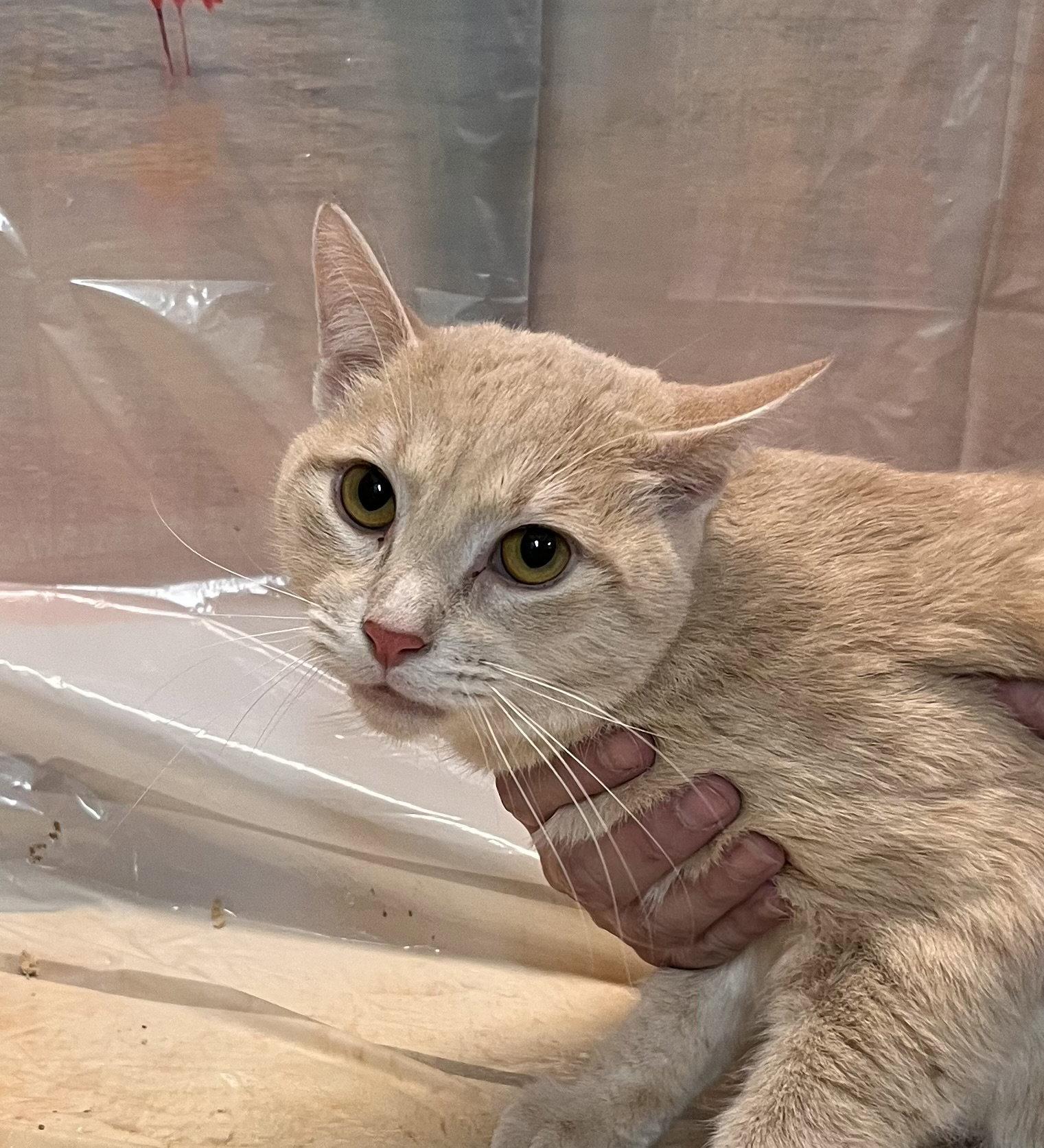 Enlarge Koko, a Adoptable Domestic Short Hair in Scottsdale, AZ image 3/3