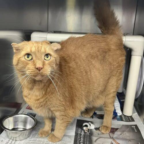 BUTTERBALL, Adoptable, Senior Male Domestic Short Hair.