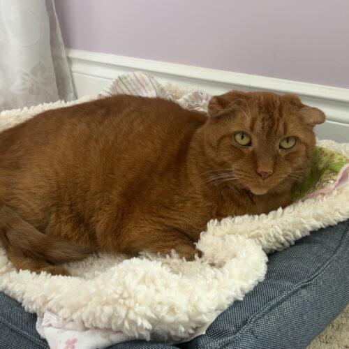 Enlarge BUTTERBALL, a Adoptable Domestic Short Hair in Toronto, ON image 2/5
