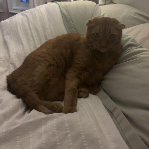 Enlarge BUTTERBALL, a Adoptable Domestic Short Hair in Toronto, ON image 3/5