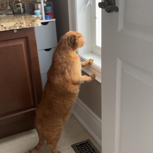 BUTTERBALL — thumbnail 4