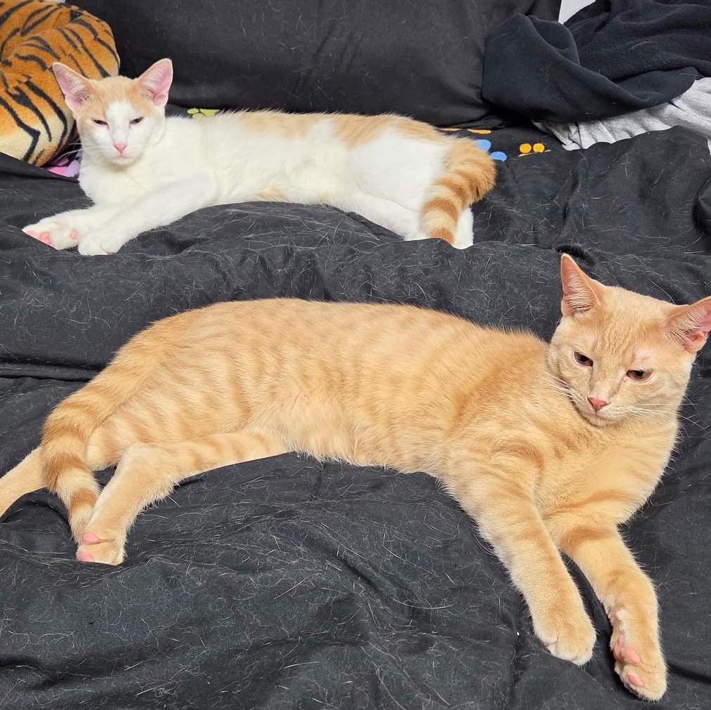 Enlarge Will, a ADOPTABLE Domestic Short Hair in Richfield , MN image 3/4