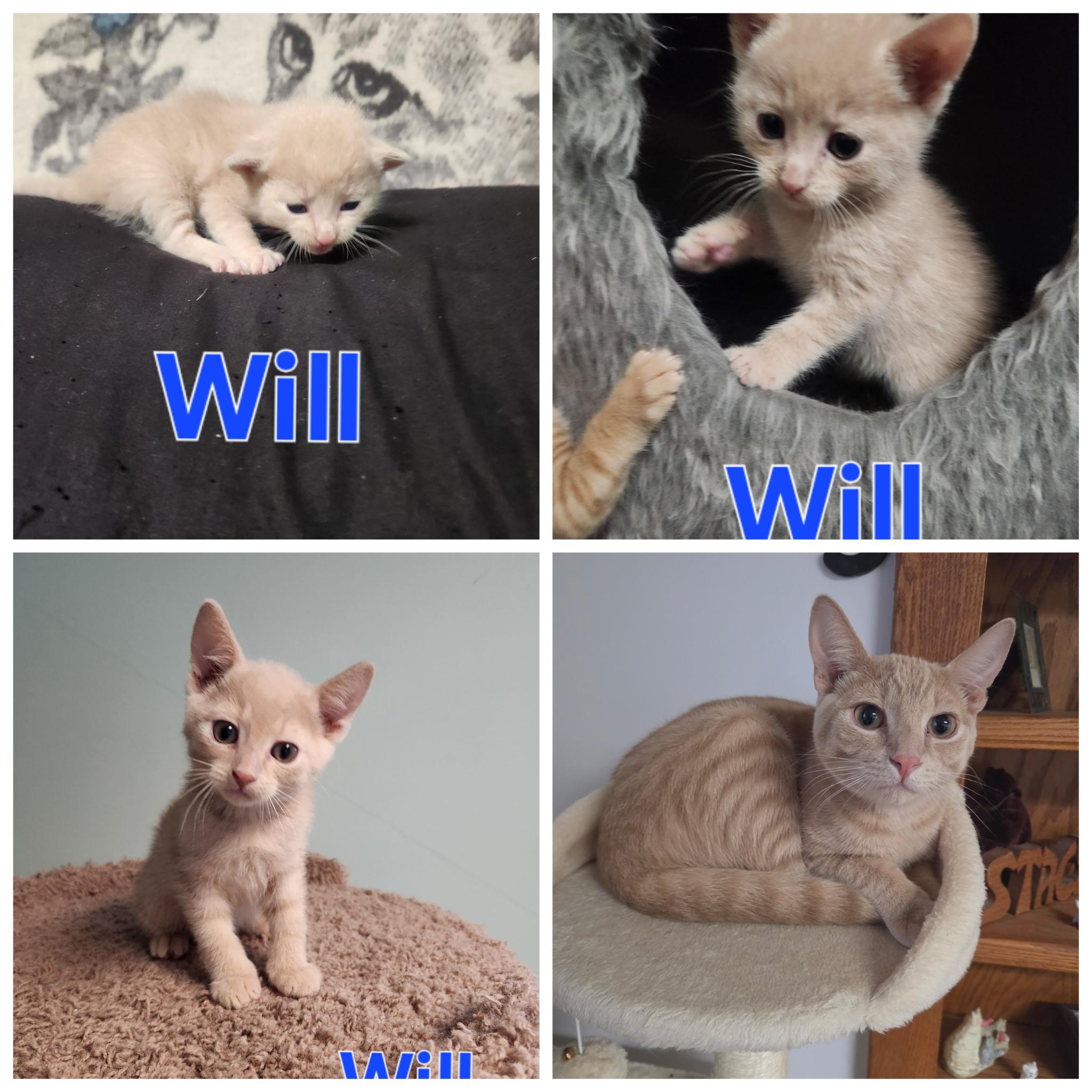 Enlarge Will, a ADOPTABLE Domestic Short Hair in Richfield , MN image 2/4