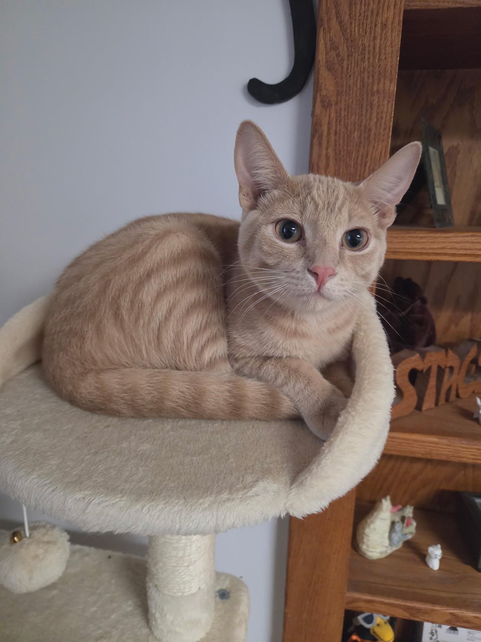 Will, ADOPTABLE, Kitten Male Domestic Short Hair.