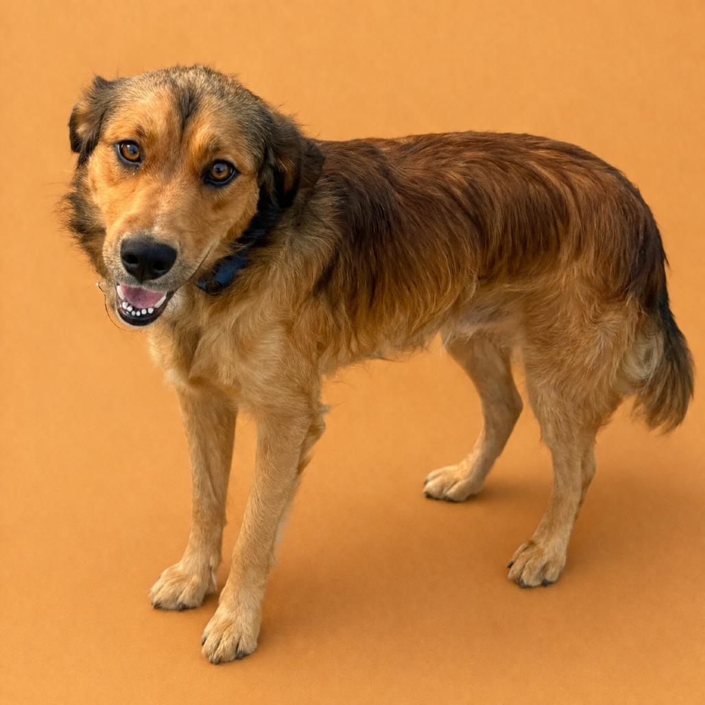 Rusty, Adoptable, Young Male Golden Retriever & Mixed Breed.