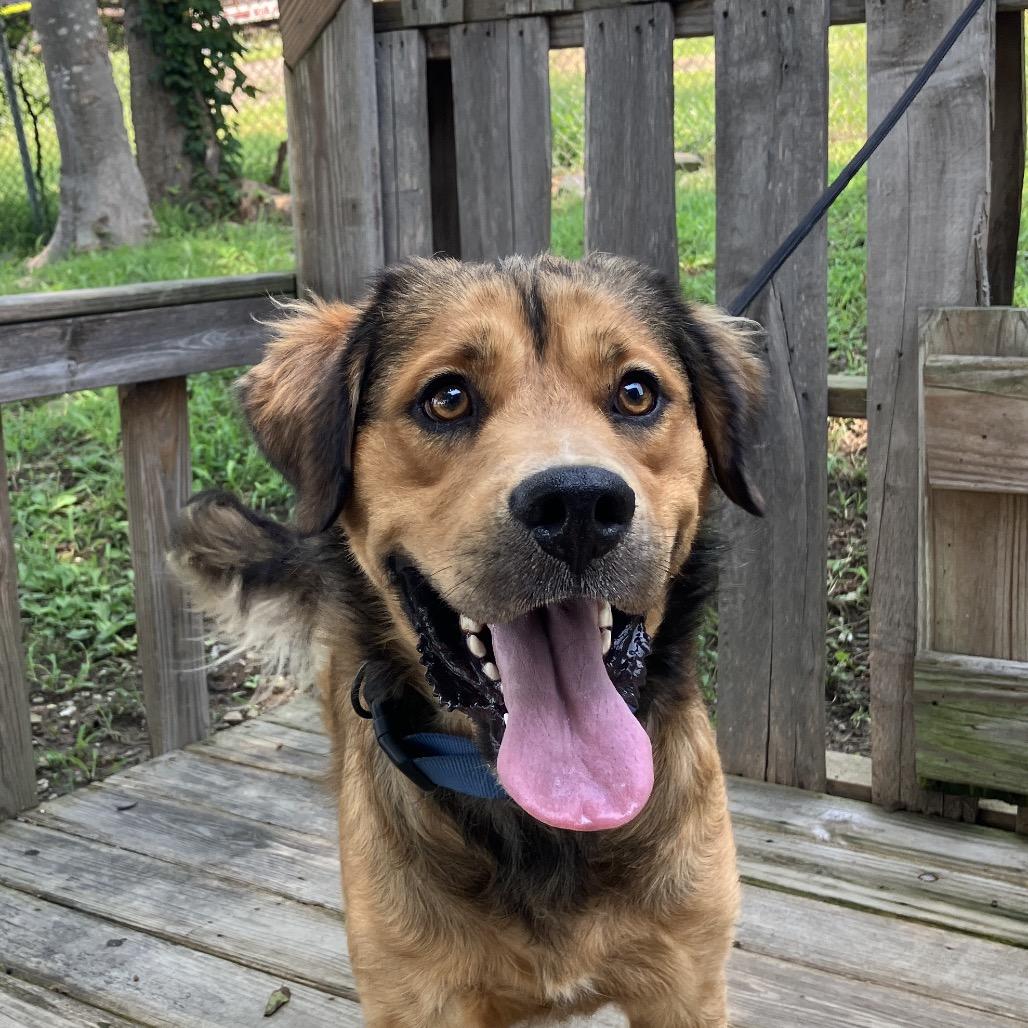 Rusty, a Adoptable mixed breed in Pulaski, TN image 2/4