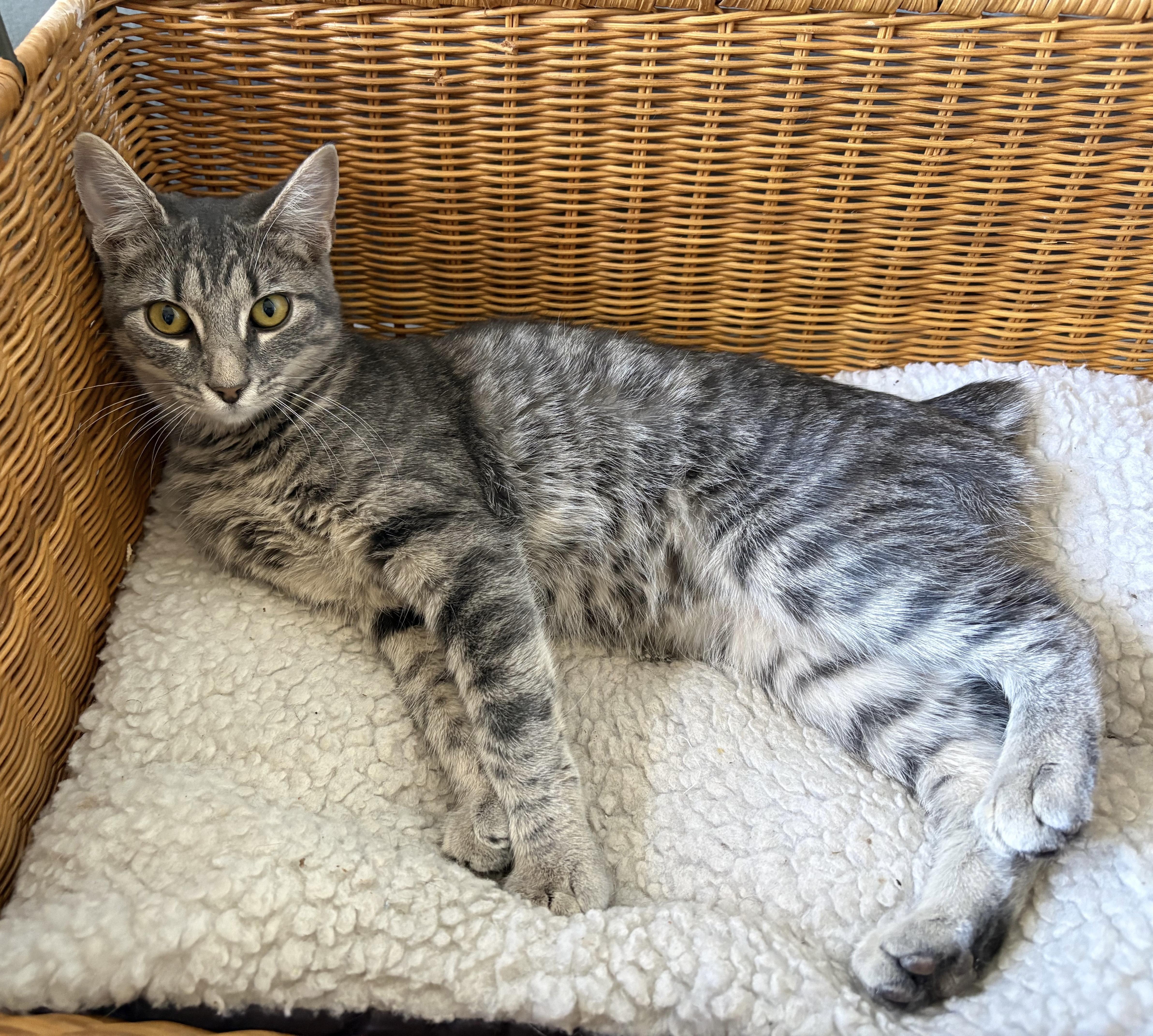 Enlarge Aspen, a ADOPTABLE Domestic Short Hair in Easley, SC image 1/3