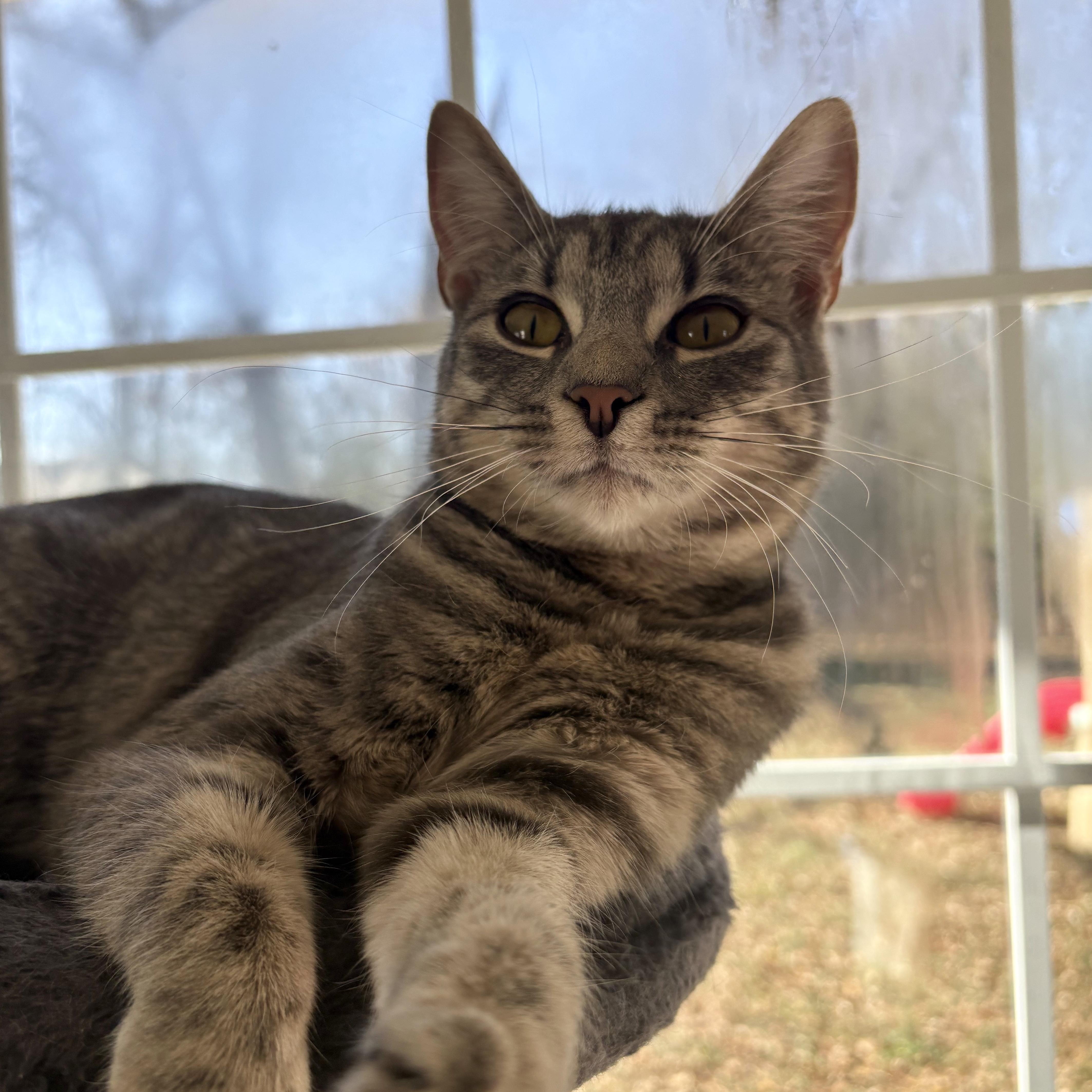 Enlarge Aspen, a ADOPTABLE Domestic Short Hair in Easley, SC image 2/3