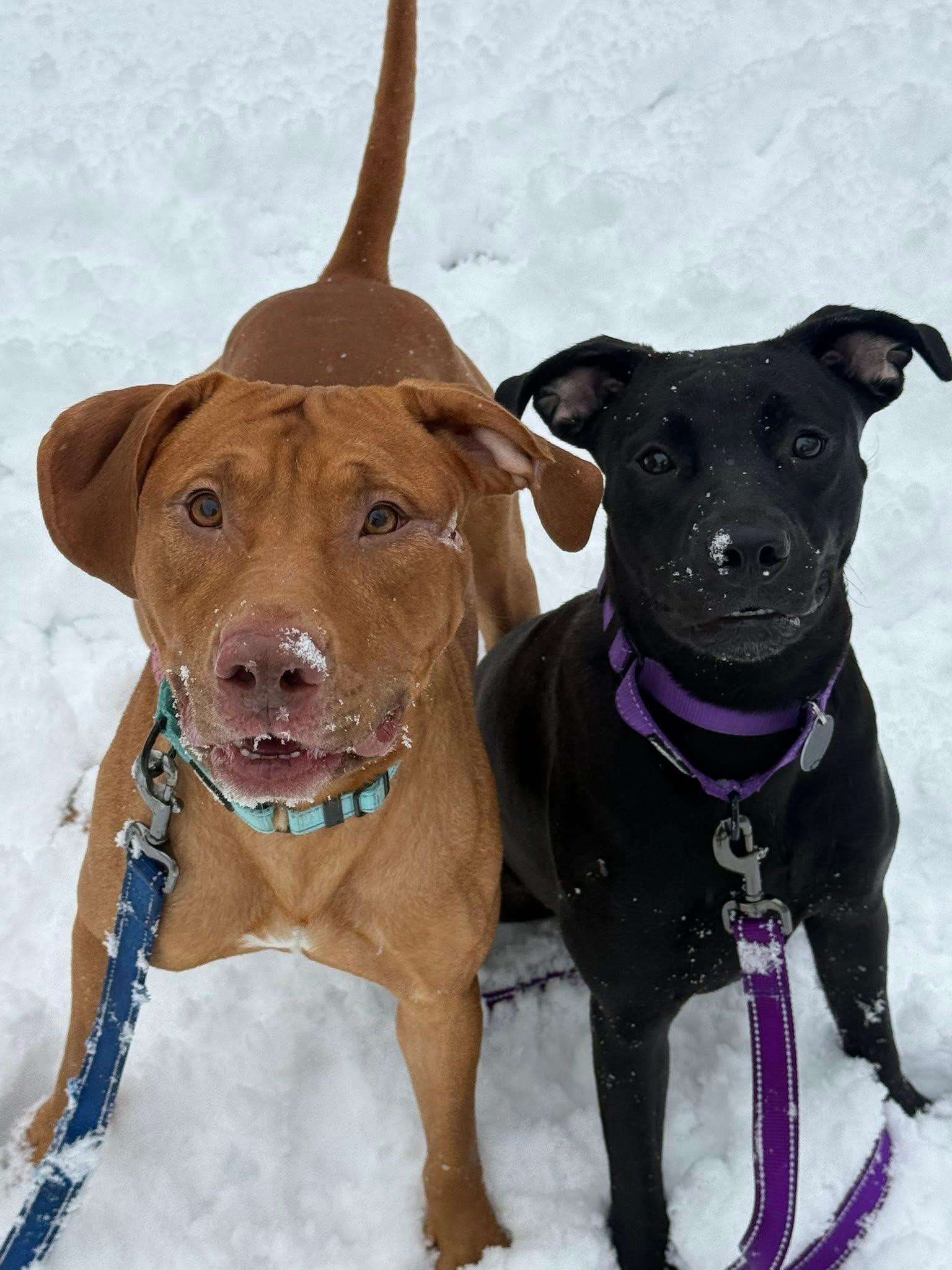 Robin — thumbnail 2