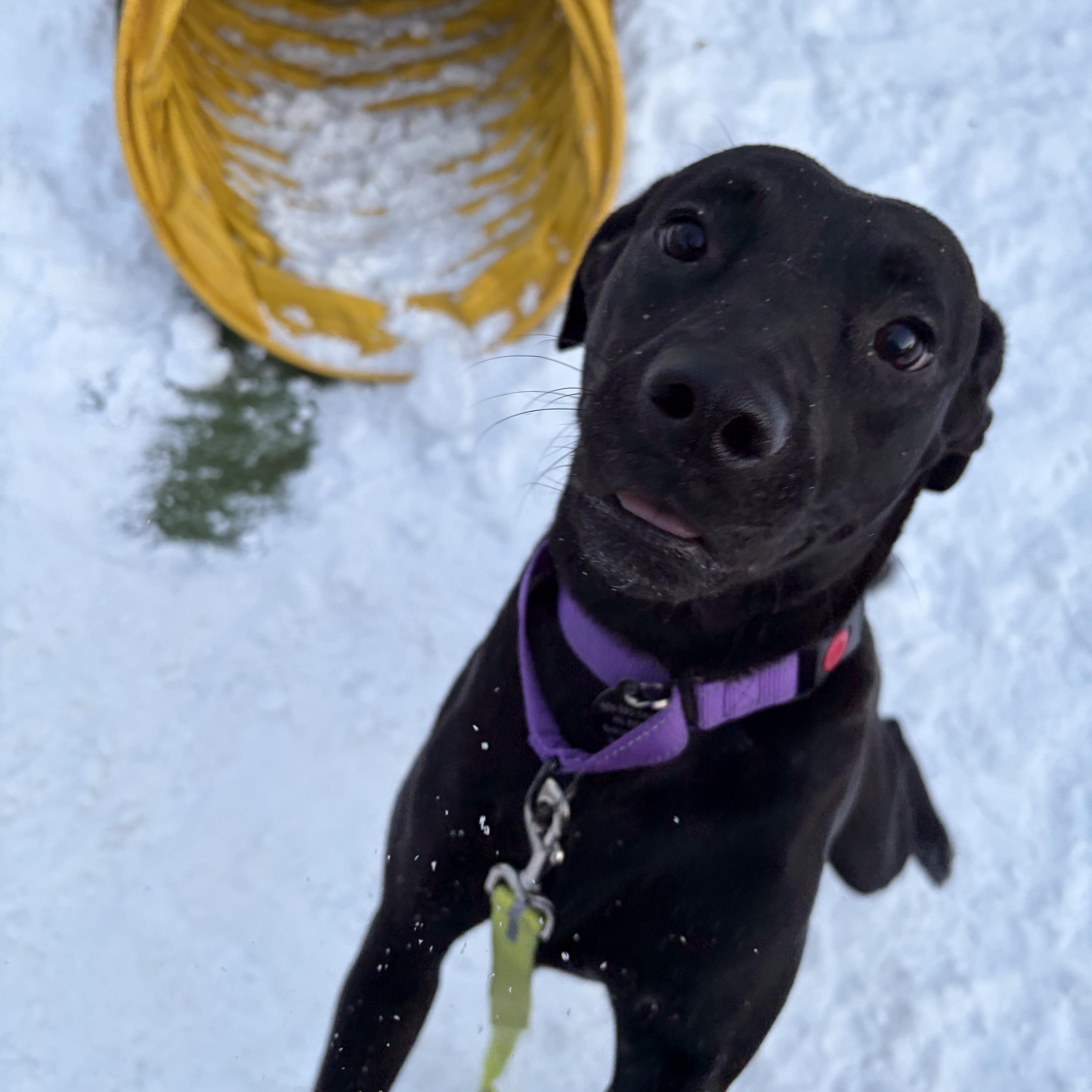 Robin — thumbnail 3