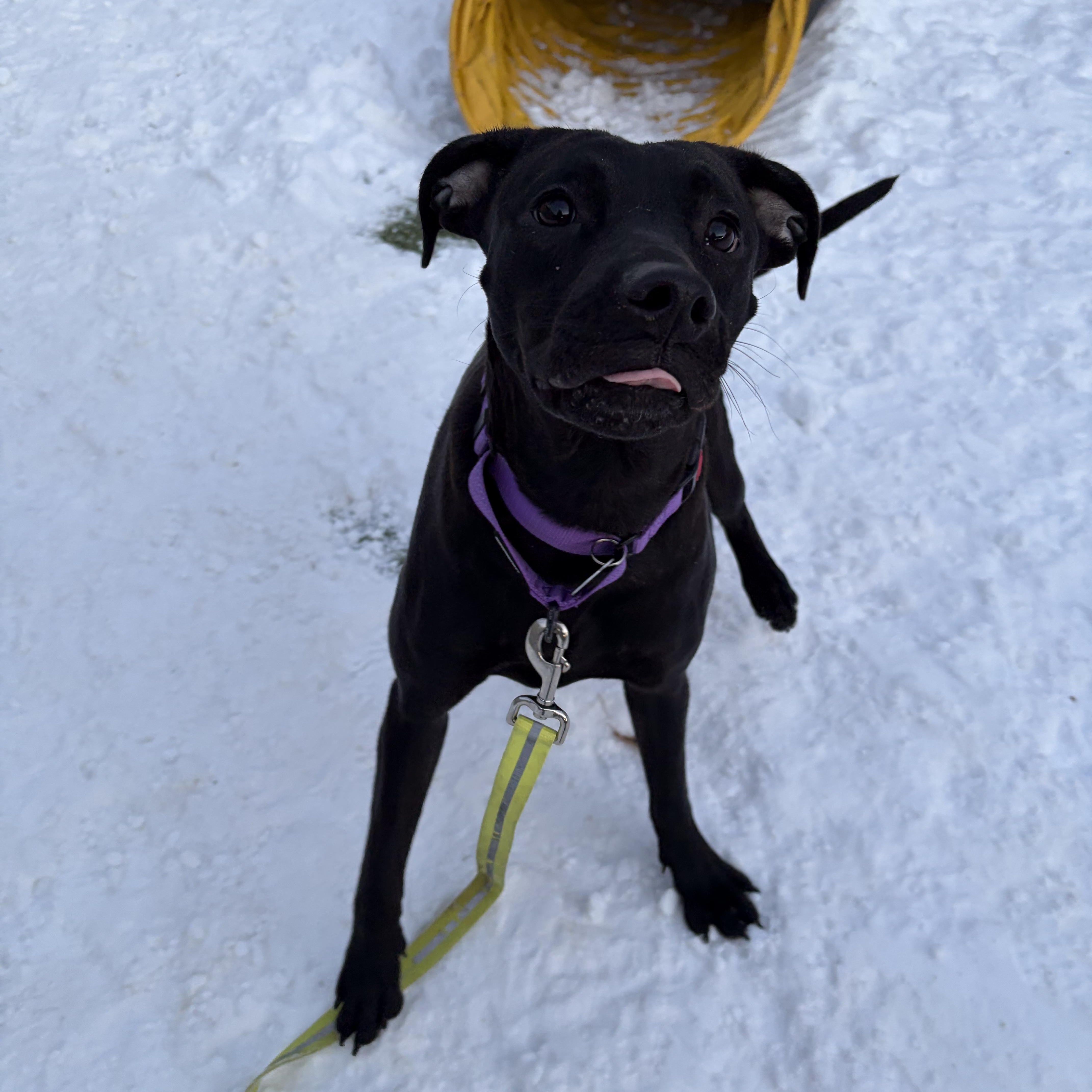 Robin — thumbnail 4