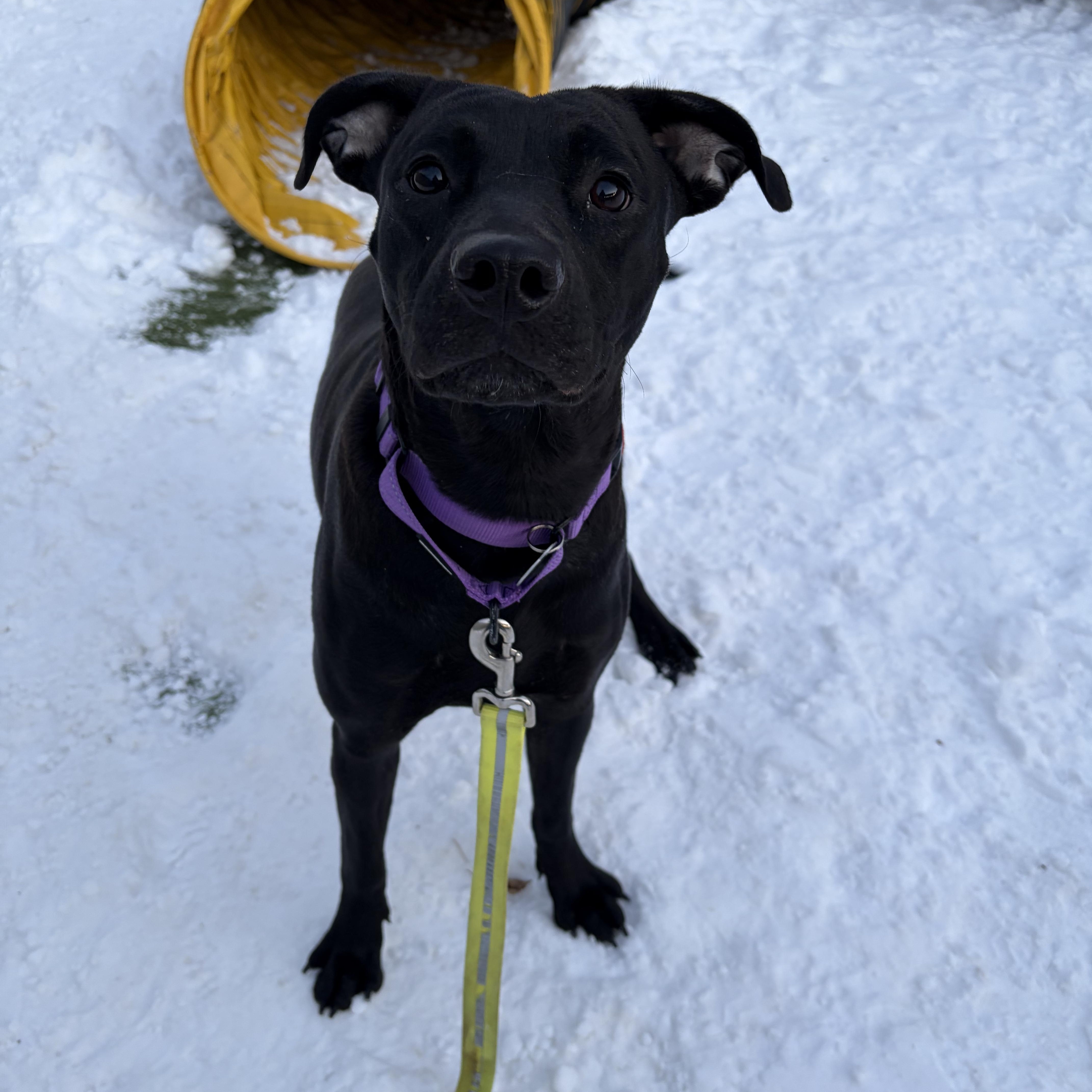 Robin — thumbnail 5