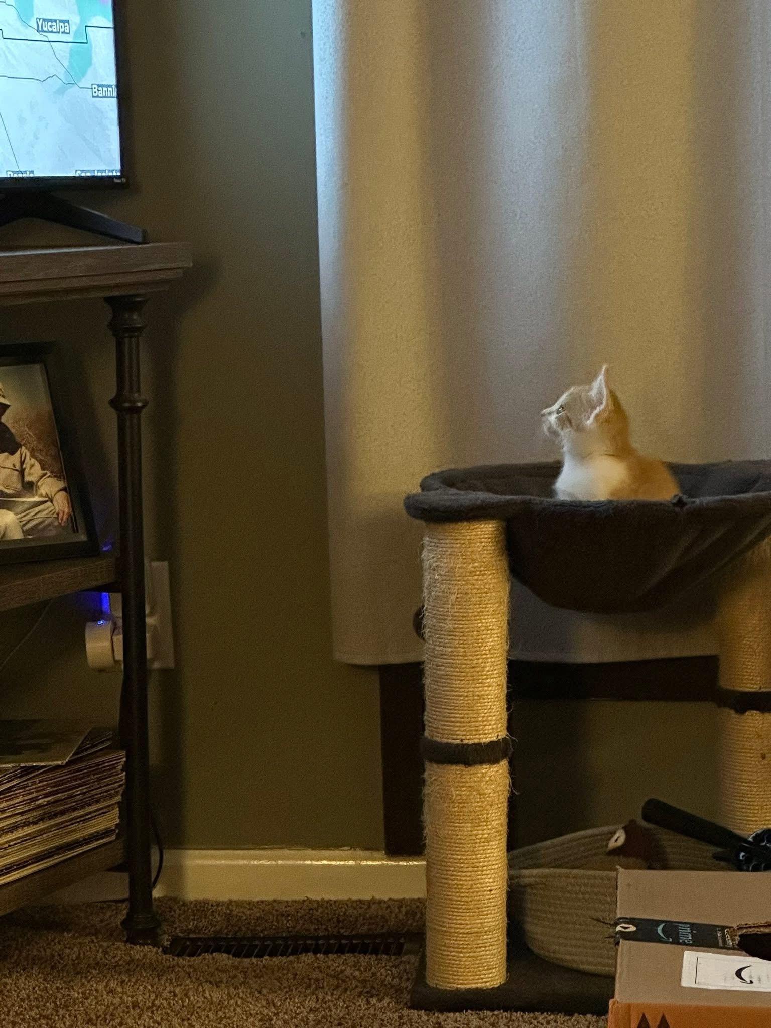 Enlarge Augustus Clark, a Adoptable Domestic Short Hair in Randolph, AL image 1/6