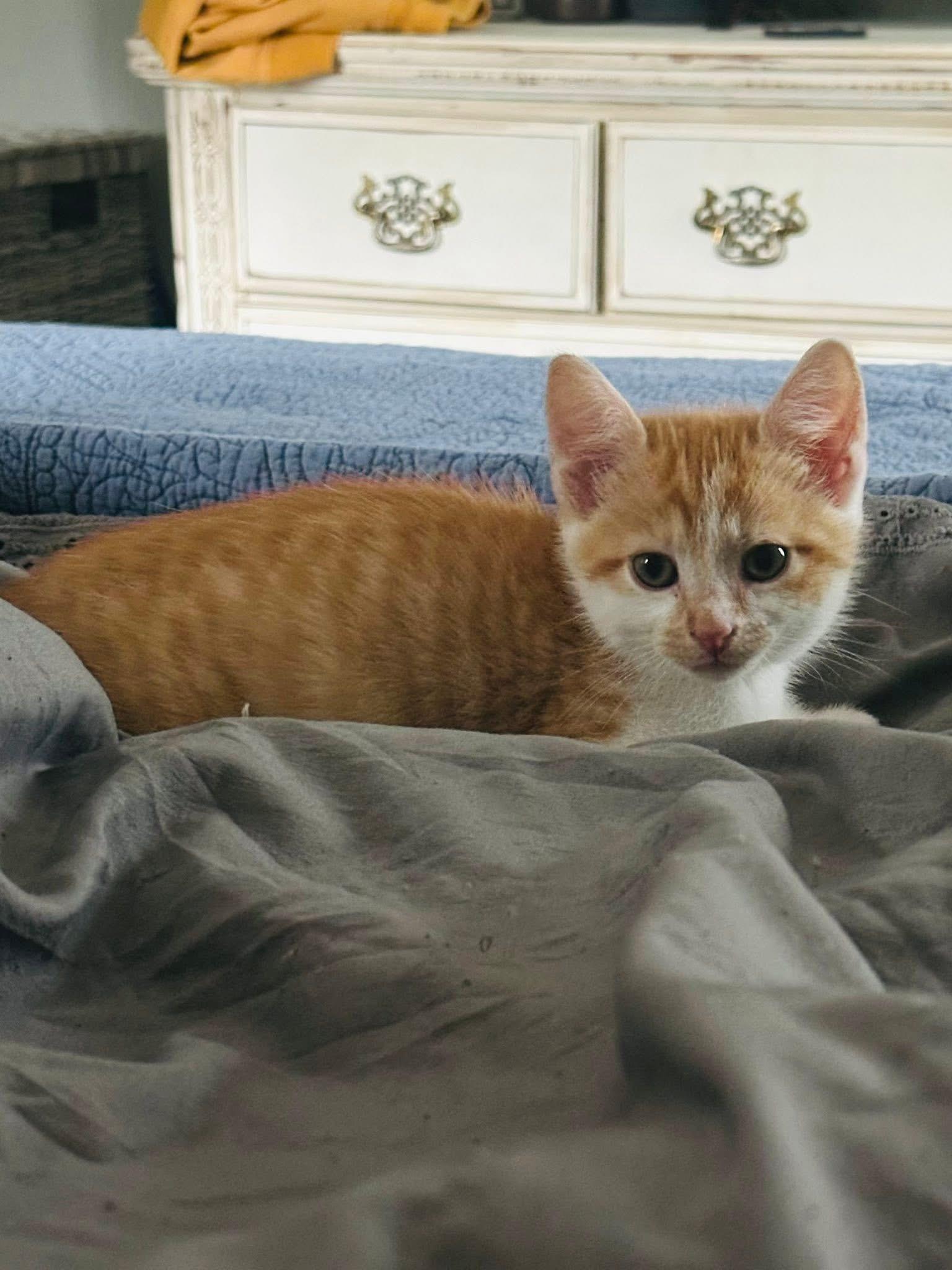 Enlarge Augustus Clark, a Adoptable Domestic Short Hair in Randolph, AL image 2/6