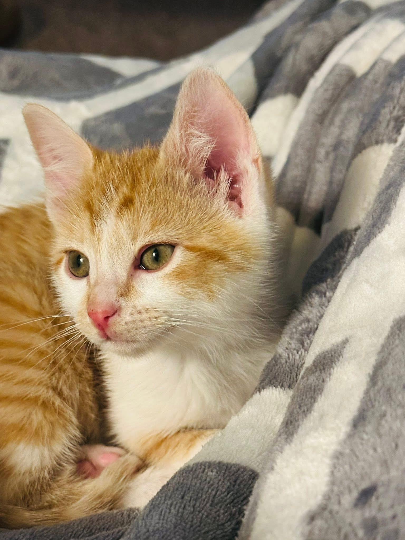 Enlarge Augustus Clark, a Adoptable Domestic Short Hair in Randolph, AL image 3/6