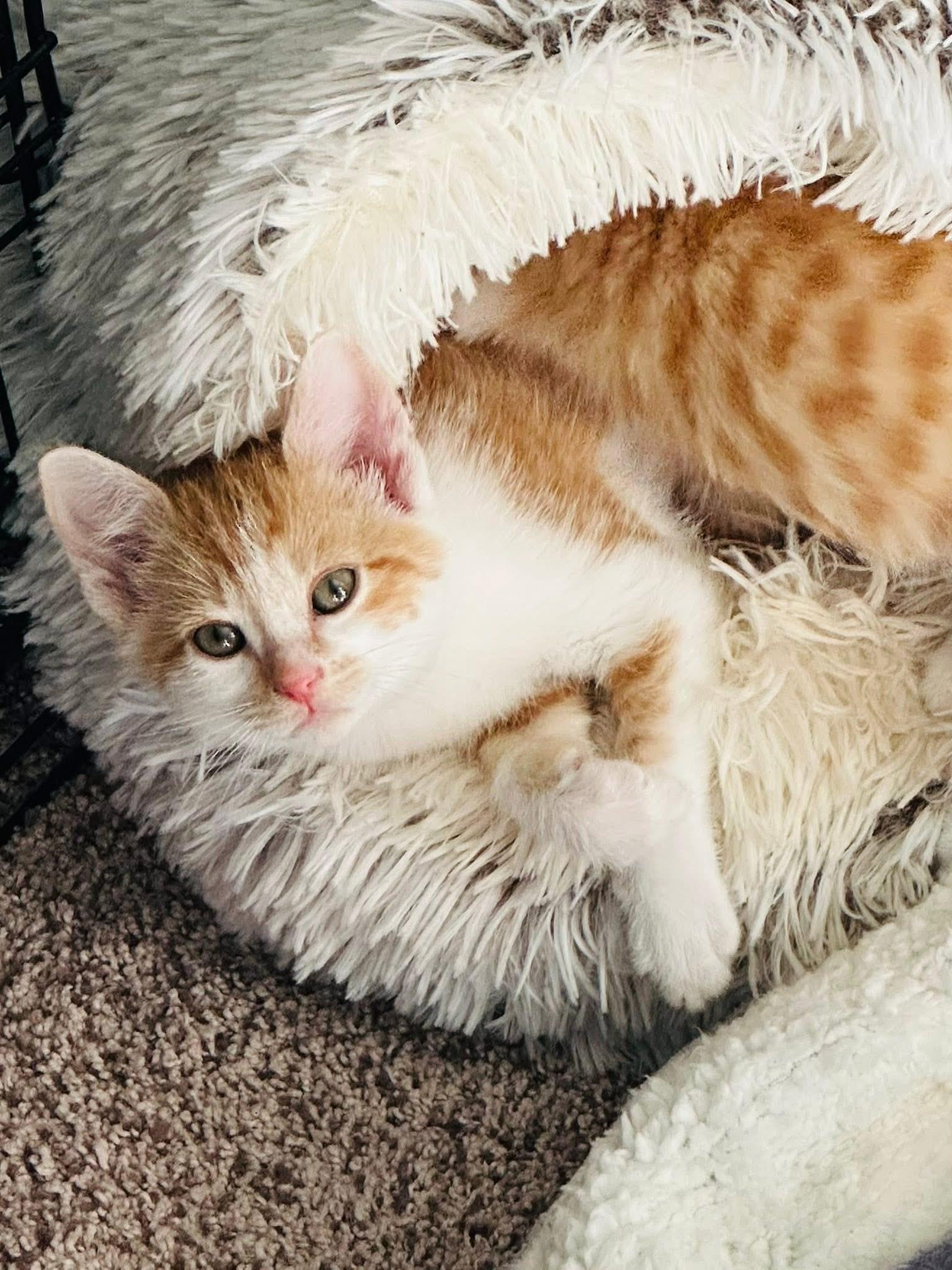 Enlarge Augustus Clark, a Adoptable Domestic Short Hair in Randolph, AL image 4/6