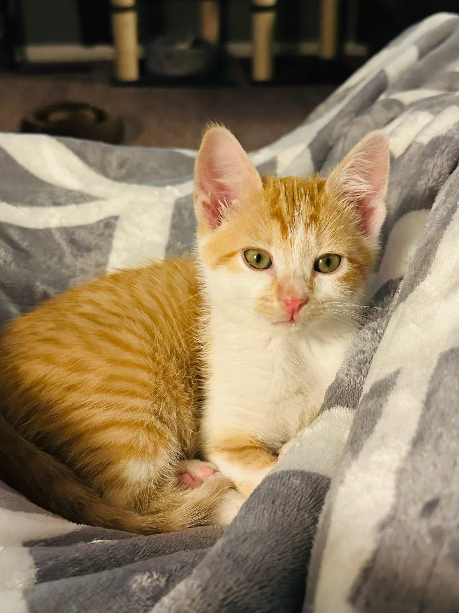 Enlarge Augustus Clark, a Adoptable Domestic Short Hair in Randolph, AL image 5/6