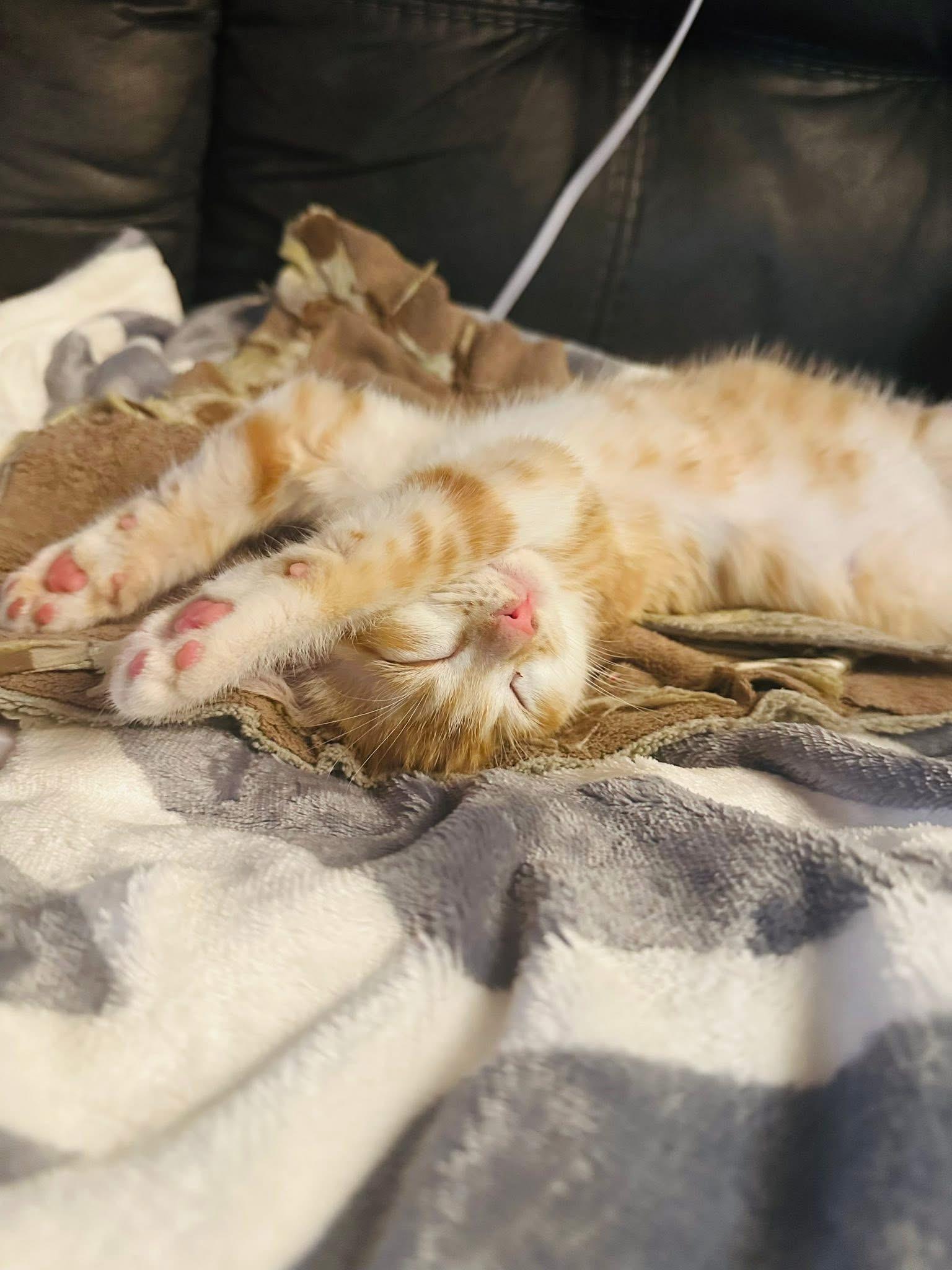 Enlarge Augustus Clark, a Adoptable Domestic Short Hair in Randolph, AL image 6/6