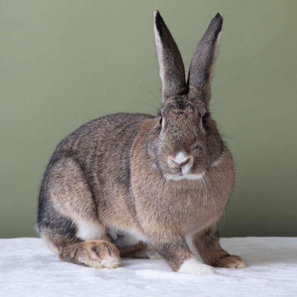 Enlarge Fuggle Hops, a Adoptable American in Richmond, CA image 1/6