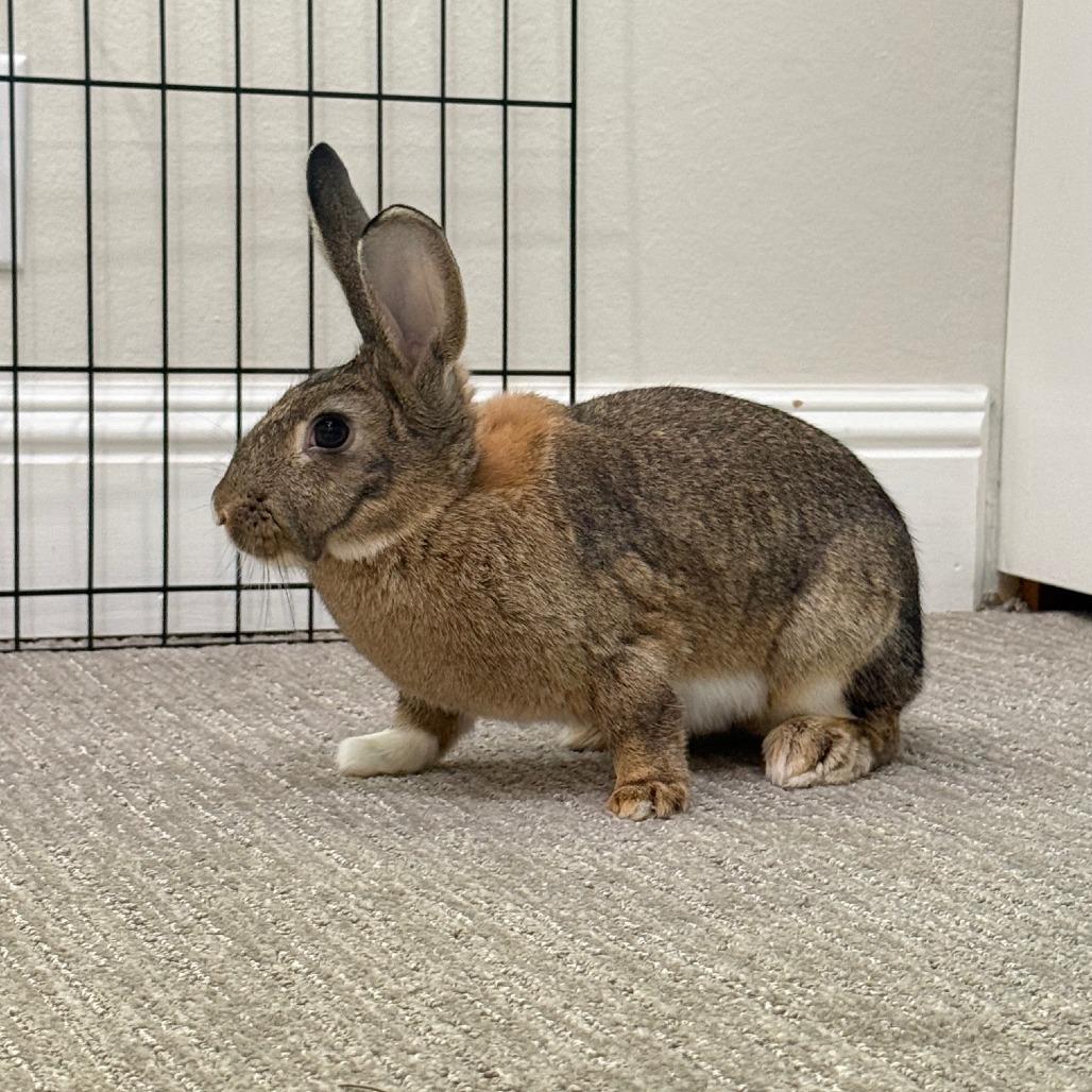 Enlarge Fuggle Hops, a Adoptable American in Richmond, CA image 2/6