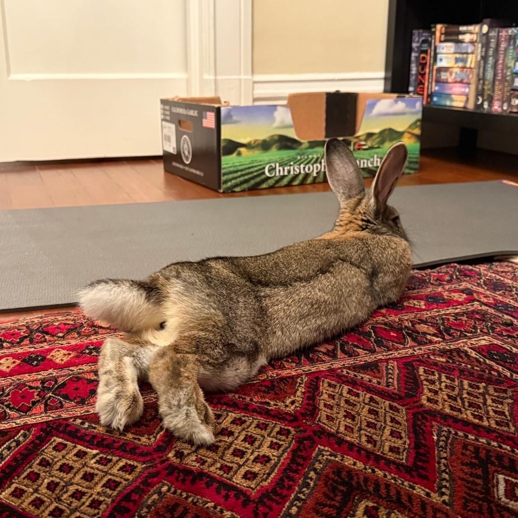 Enlarge Fuggle Hops, a Adoptable American in Richmond, CA image 3/6