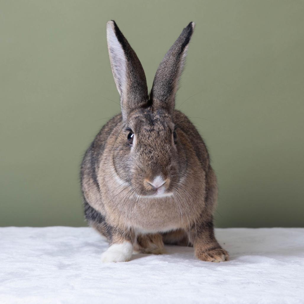 Enlarge Fuggle Hops, a Adoptable American in Richmond, CA image 4/6
