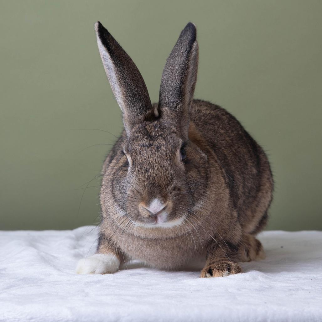 Enlarge Fuggle Hops, a Adoptable American in Richmond, CA image 6/6