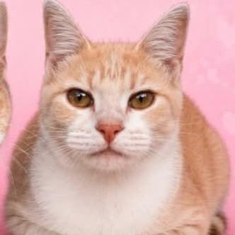 Enlarge *Courtesy Listing - Pearl, a Adoptable Domestic Short Hair in Tuscaloosa, AL image 1/2