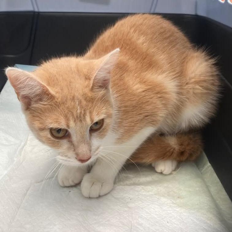 Enlarge *Courtesy Listing - Pearl, a Adoptable Domestic Short Hair in Tuscaloosa, AL image 2/2